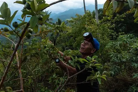 You are currently viewing Scientists Study How Planting Trees Helps Fight Climate Change