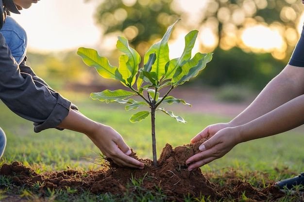 Read more about the article Planting Trees Helps Protect the Earth