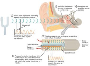 Read more about the article How Our Ears Help Us Hear Sounds and Stay Balanced