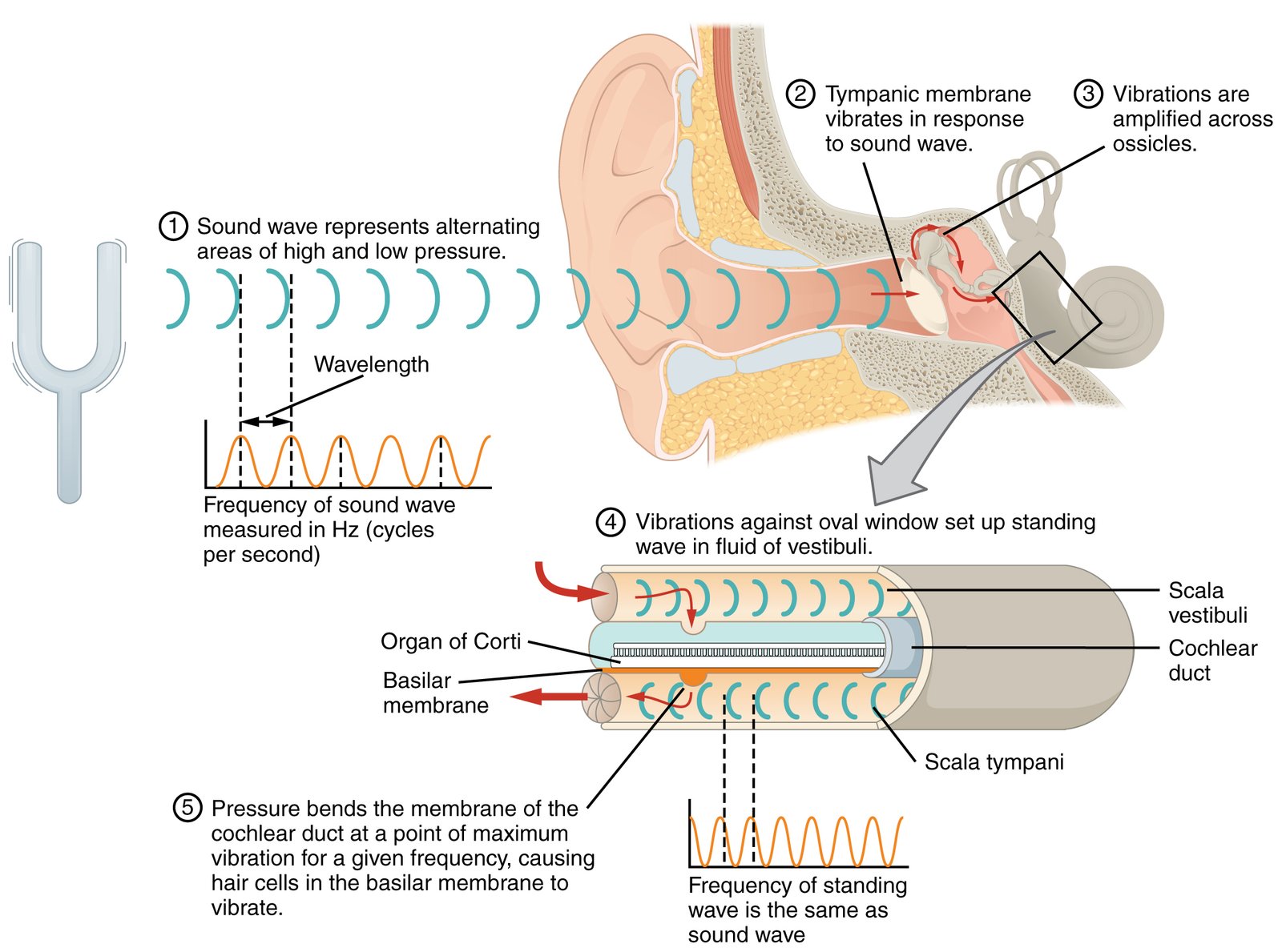 Read more about the article How Our Ears Help Us Hear Sounds and Stay Balanced